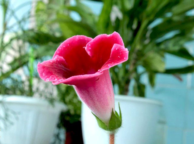 گل کاردینالنام علمی	Sinningia cardinalis
گل کاردینال از خانواده	Gesneriaceae
مجموعه تولیدی سیدوس تولید کننده گلدان پلاستیکی سیدوس