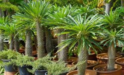 نخل ماداگاسکار وعلل پاجوش نزدن آن Madagascar Palm and Reasons for Not Growing It مجموعه تولیدی سیدوس ,تولید کننده گلدان پلاستیکی سیدوس ,بیش از 120نوع, اعم از گلدان استوانه ای پلاستیکی سیدوس,گلدان الماسی پلاستیکی سیدوس,گلدان مربعی پلاستیکی,گلدان مثلثی پلاستیکی,گلدان گرد پلاستیکی ,باکس مستطیلی,در اندازه های کاکتوسی تا درختچه ای
