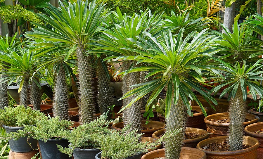 نخل ماداگاسکار وعلل پاجوش نزدن آن Madagascar Palm and Reasons for Not Growing It مجموعه تولیدی سیدوس ,تولید کننده گلدان پلاستیکی سیدوس ,بیش از 120نوع, اعم از گلدان استوانه ای پلاستیکی سیدوس,گلدان الماسی پلاستیکی سیدوس,گلدان مربعی پلاستیکی,گلدان مثلثی پلاستیکی,گلدان گرد پلاستیکی ,باکس مستطیلی,در اندازه های کاکتوسی تا درختچه ای