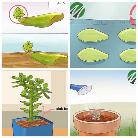 ساکولنت و2روش تکثیر آنSucculents and 2 methods of propagation
مجموعه تولیدی سیدوس ,تولید کننده گلدان پلاستیکی سیدوس ,بیش از 120نوع, اعم از گلدان استوانه ای پلاستیکی سیدوس,گلدان الماسی پلاستیکی سیدوس,گلدان مربعی پلاستیکی,گلدان مثلثی پلاستیکی,گلدان گرد پلاستیکی ,باکس مستطیلی,در اندازه های کاکتوسی تا درختچه ای