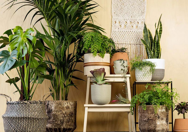 گل و گیاه آپارتمانی وتوصیه هایی هنگام خریدHouseplants and flowers and tips when buying مجموعه تولیدی سیدوس ,تولید کننده گلدان پلاستیکی سیدوس ,بیش از 120نوع, اعم از گلدان استوانه ای پلاستیکی سیدوس,گلدان الماسی پلاستیکی سیدوس,گلدان مربعی پلاستیکی,گلدان مثلثی پلاستیکی,گلدان گرد پلاستیکی ,باکس مستطیلی,در اندازه های کاکتوسی تا درختچه ای