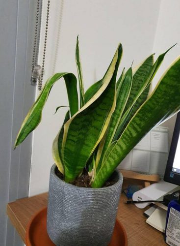 گیاه سانسوریا وخم شدن برگ آنSansevieria plant and its leaves curling
مجموعه تولیدی سیدوس ,تولید کننده گلدان پلاستیکی سیدوس ,بیش از 120نوع, اعم از گلدان استوانه ای پلاستیکی سیدوس,گلدان الماسی پلاستیکی سیدوس,گلدان مربعی پلاستیکی,گلدان مثلثی پلاستیکی,گلدان گرد پلاستیکی ,باکس مستطیلی,در اندازه های کاکتوسی تا درختچه ای