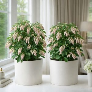 درختچه آندرومدا (2 روش کاشت)