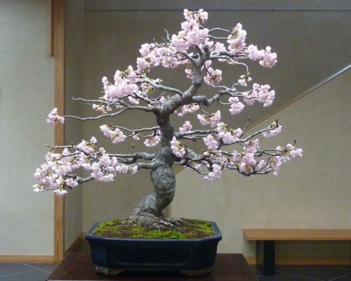 بونسای چیست؟تاریخچه بونسای وانواع آن What is bonsai? History of bonsai and its types مجموعه تولیدی سیدوس ,تولید کننده گلدان پلاستیکی سیدوس ,بیش از 120نوع, اعم از گلدان استوانه ای پلاستیکی سیدوس,گلدان الماسی پلاستیکی سیدوس,گلدان مربعی پلاستیکی,گلدان مثلثی پلاستیکی,گلدان گرد پلاستیکی ,باکس مستطیلی,در اندازه های کاکتوسی تا درختچه ای