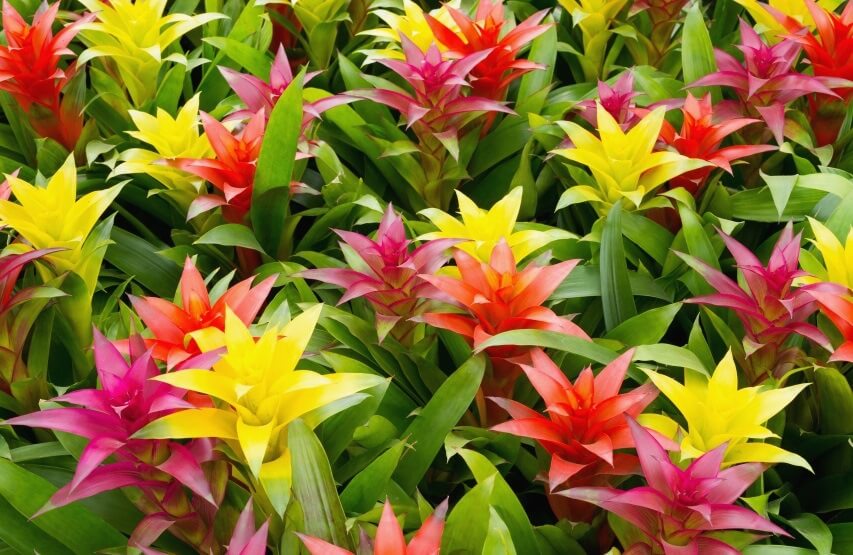 گل گازمانیاGuzmania lingulata
Bromeliadaceae
مجموعه تولیدی سیدوس تولید کننده گلدان پلاستیکی سیدوس