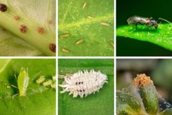 پشه زدن گیاهان وبررسی چگونگی ورفع آن Mosquito bites on plants and how to fix it مجموعه تولیدی سیدوس ,تولید کننده گلدان پلاستیکی سیدوس ,بیش از 120نوع, اعم از گلدان استوانه ای پلاستیکی سیدوس,گلدان الماسی پلاستیکی سیدوس,گلدان مربعی پلاستیکی,گلدان مثلثی پلاستیکی,گلدان گرد پلاستیکی ,باکس مستطیلی,در اندازه های کاکتوسی تا درختچه ای