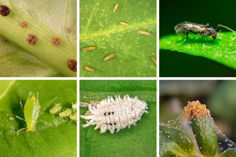 بیماری های رایج گیاهان آپارتمانیCommon houseplant diseases مجموعه تولیدی سیدوس ,تولید کننده گلدان پلاستیکی سیدوس ,بیش از 120نوع, اعم از گلدان استوانه ای پلاستیکی سیدوس,گلدان الماسی پلاستیکی سیدوس,گلدان مربعی پلاستیکی,گلدان مثلثی پلاستیکی,گلدان گرد پلاستیکی ,باکس مستطیلی,در اندازه های کاکتوسی تا درختچه ای