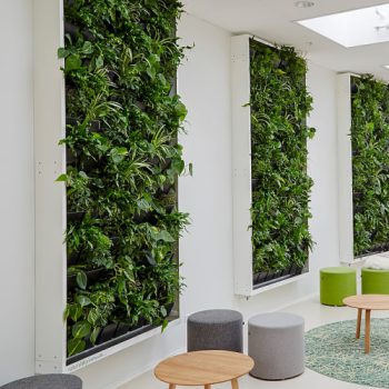 باغ کوچک خود را به راهرو محل زندگیتان ببرید.Bring your small garden into your hallway. مجموعه تولیدی سیدوس ,تولید کننده گلدان پلاستیکی سیدوس ,بیش از 120نوع, اعم از گلدان استوانه ای پلاستیکی سیدوس,گلدان الماسی پلاستیکی سیدوس,گلدان مربعی پلاستیکی,گلدان مثلثی پلاستیکی,گلدان گرد پلاستیکی ,باکس مستطیلی,در اندازه های کاکتوسی تا درختچه ای