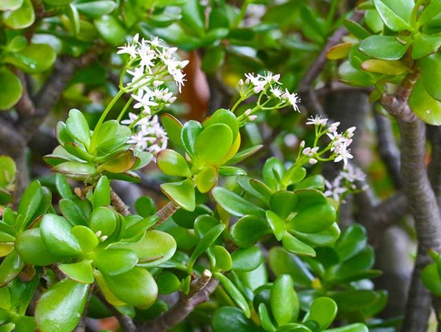 گل کراسولانام علمی Crassula arborescens خانواده Crassulaceae مجموعه تولیدی سیدوس ,تولید کننده گلدان پلاستیکی سیدوس