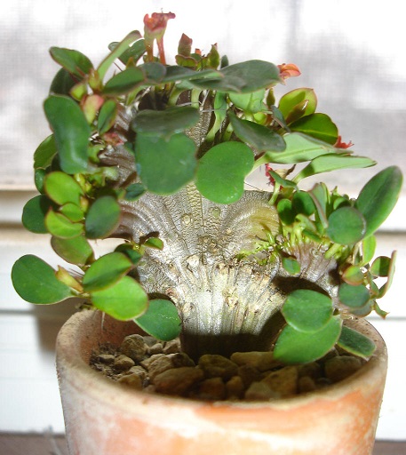گل افوربیا میلی Euphorbia_Milii_flowers