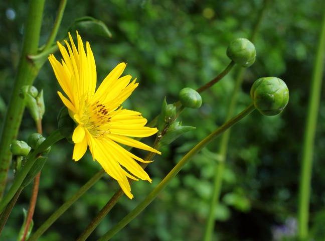 گل سیلفیومperfoliatum Silphium خانواده Asteraceae مجموعه تولیدی سیدوس ,تولید کننده گلدان پلاستیکی سیدوس