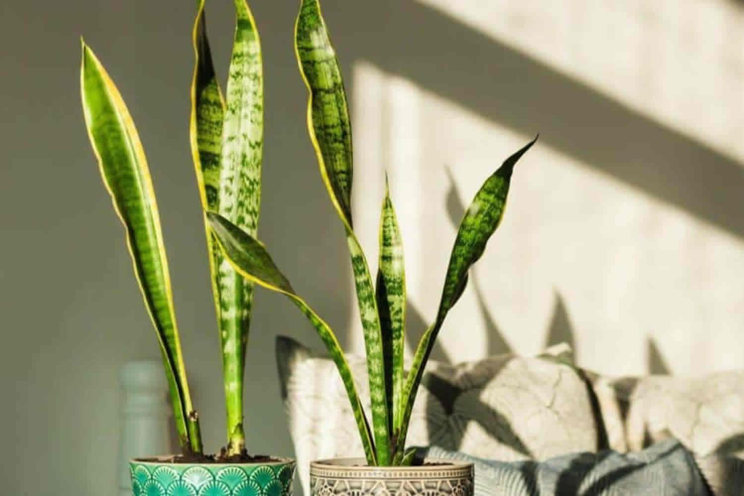 سانسوریا و8علت لوله شدن برگ آنSansevieria and 8 reasons why its leaves curl مجموعه تولیدی سیدوس ,تولید کننده گلدان پلاستیکی سیدوس ,بیش از 120نوع, اعم از گلدان استوانه ای پلاستیکی سیدوس,گلدان الماسی پلاستیکی سیدوس,گلدان مربعی پلاستیکی,گلدان مثلثی پلاستیکی,گلدان گرد پلاستیکی ,باکس مستطیلی,در اندازه های کاکتوسی تا درختچه ای