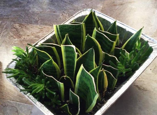 گل سانسوری,شمشیریSansevieria trifasciata 
مجموعه تولیدی سیدوس تولید کننده گلدان پلاستیکی سیدوس ,مانند گلدان استوانه ای پلاستیکی سیدوس