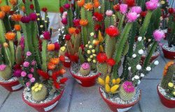 کاکتوس وگل های ظریفش Cactus and its delicate flowers مجموعه تولیدی سیدوس تولید کننده گلدان پلاستیکی سیدوس