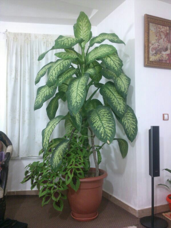 گل دیفن باخیا با نام انگلیسی (dumb cane) دارای برگ های پهن، ابلق و طرحدار و بومی مناطق گرمسیری مکزیک ، آمریکای جنوبی و هند غربی است.مجموعه تولیدی سیدوس ,تولید کننده گلدان پلاستیکی سیدوس ,بیش از 120نوع, اعم از گلدان استوانه ای پلاستیکی سیدوس,گلدان الماسی پلاستیکی سیدوس,گلدان مربعی پلاستیکی,گلدان مثلثی پلاستیکی,گلدان گرد پلاستیکی ,باکس مستطیلی,در اندازه های کاکتوسی تا درختچه ای تدوین:مینو غفوری ساداتیه آدرس اینستاگرام:gooldono.stand.sidoos@ تلفن:09308743868