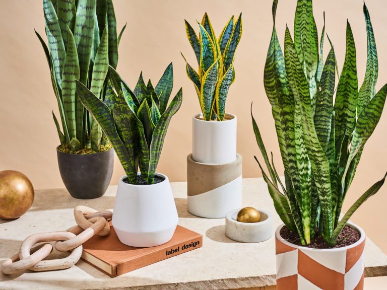 گیاهان آپارتمانی حساس ونازک نارنجیDelicate and delicate orange houseplants
مجموعه تولیدی سیدوس ,تولید کننده گلدان پلاستیکی سیدوس ,بیش از 120نوع, اعم از گلدان استوانه ای پلاستیکی سیدوس,گلدان الماسی پلاستیکی سیدوس,گلدان مربعی پلاستیکی,گلدان مثلثی پلاستیکی,گلدان گرد پلاستیکی ,باکس مستطیلی,در اندازه های کاکتوسی تا درختچه ای