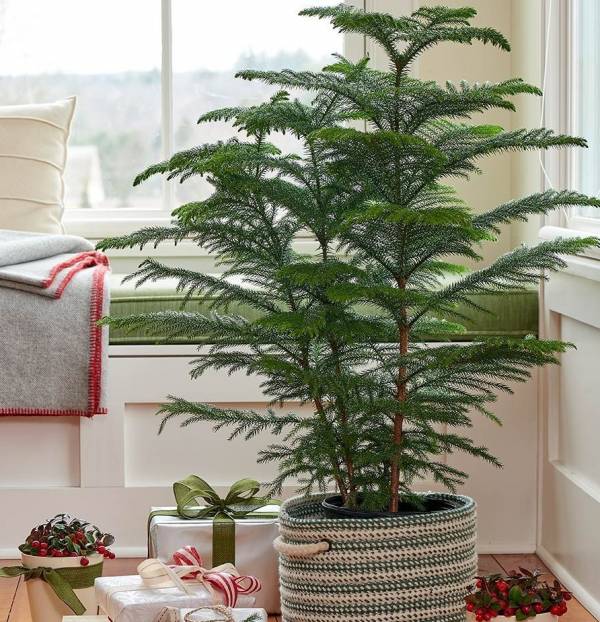 گیاهان آپارتمانی حساس ونازک نارنجیDelicate and delicate orange houseplants
مجموعه تولیدی سیدوس ,تولید کننده گلدان پلاستیکی سیدوس ,بیش از 120نوع, اعم از گلدان استوانه ای پلاستیکی سیدوس,گلدان الماسی پلاستیکی سیدوس,گلدان مربعی پلاستیکی,گلدان مثلثی پلاستیکی,گلدان گرد پلاستیکی ,باکس مستطیلی,در اندازه های کاکتوسی تا درختچه ای