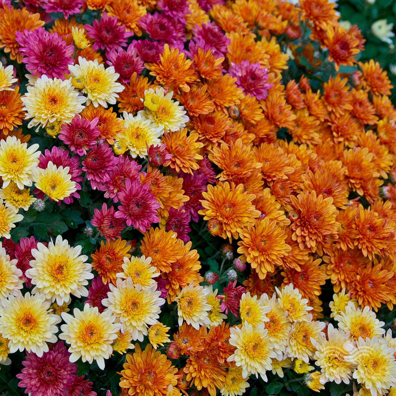 گل داوودی Chrysanthemum مجموعه تولیدی سیدوس,تولید کننده گلدان پلاستیکی سیدوس