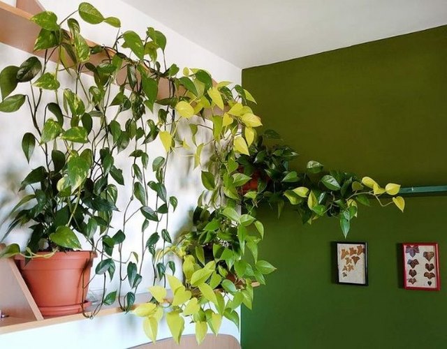 گیاهان آپارتمانی وچیدمان آن در دکوراسیون منزل Houseplants and their arrangement in home decoration مجموعه تولیدی سیدوس, تولید کننده گلدان پلاستیکی سیدوس 