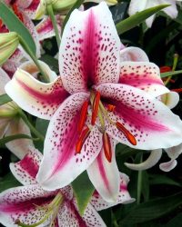 Lilium flower گل لیلیوم