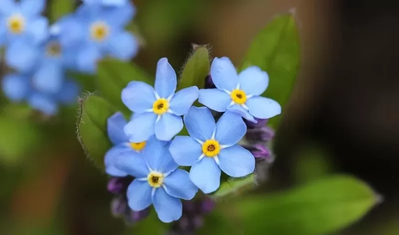 فراموشم مکن (نام علمی: Myosotis)مجموعه تولیدی سیدوس , تولید کننده گلدان پلاستیکی سیدوس