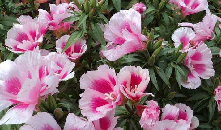 گل ریحانی با نام علمی (Clarkia grandiflora)مجموعه تولیدی سیدوس تولید کننده گلدان پلاستیکی سیدوس