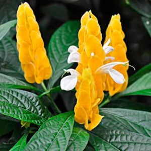 گل پاچی استاچی یا گل مشعلی زرد (150گونه)