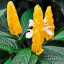 گل پاچی استاچی یا گل مشعلی زرد (150گونه)