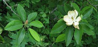 مگنولیا ویرجینیایی، Magnolia virginianaمگنولیا ویرجینیا درختی بسار زیبا در نواحی شمال ایران ودلخواه مجموعه تولیدی گلدان پلاستیکی سیدوس