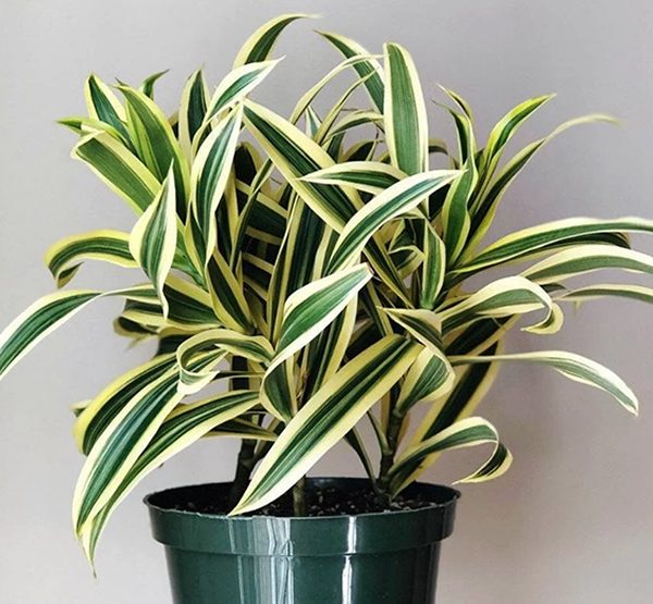 گیاه دراسنا که با نام علمی Dracaena marginata و نام انگلیسی Dragon tree شناخته می‌ شود، مجموعه تولیدی سیدوس, تولید کننده گلدان پلاستیکی سیدوس