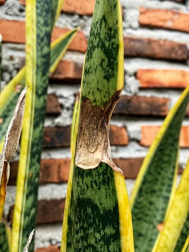 گل سانسوری,شمشیری Sansevieria trifasciata مجموعه تولیدی سیدوس تولید کننده گلدان پلاستیکی سیدوس ,مانند گلدان استوانه ای پلاستیکی سیدوس