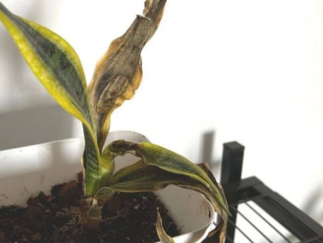 سانسوریا و8علت لوله شدن برگ آنSansevieria and 8 reasons why its leaves curl مجموعه تولیدی سیدوس ,تولید کننده گلدان پلاستیکی سیدوس ,بیش از 120نوع, اعم از گلدان استوانه ای پلاستیکی سیدوس,گلدان الماسی پلاستیکی سیدوس,گلدان مربعی پلاستیکی,گلدان مثلثی پلاستیکی,گلدان گرد پلاستیکی ,باکس مستطیلی,در اندازه های کاکتوسی تا درختچه ای