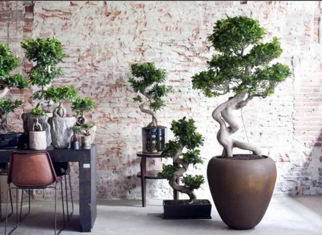 درختچه های بونسای وخواص وفوائد شگفت انگیز آنBonsai shrubs and their amazing benefits مجموعه تولیدی سیدوس ,تولید کننده گلدان پلاستیکی سیدوس ,بیش از 120نوع, اعم از گلدان استوانه ای پلاستیکی سیدوس,گلدان الماسی پلاستیکی سیدوس,گلدان مربعی پلاستیکی,گلدان مثلثی پلاستیکی,گلدان گرد پلاستیکی ,باکس مستطیلی,در اندازه های کاکتوسی تا درختچه ای 