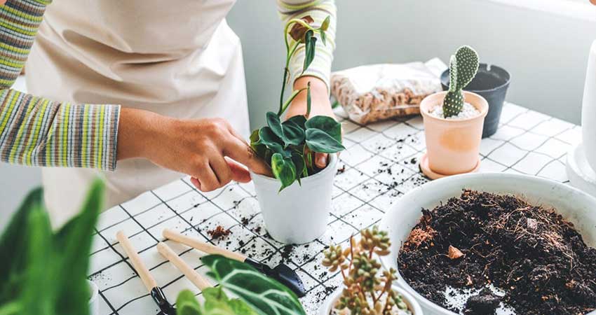 رشد گیاهان و تاثیرات آب قندPlant growth and the effects of sugar water
مجموعه تولیدی سیدوس ,تولید کننده گلدان پلاستیکی سیدوس ,بیش از 120نوع, اعم از گلدان استوانه ای پلاستیکی سیدوس,گلدان الماسی پلاستیکی سیدوس,گلدان مربعی پلاستیکی,گلدان مثلثی پلاستیکی,گلدان گرد پلاستیکی ,باکس مستطیلی,در اندازه های کاکتوسی تا درختچه ای