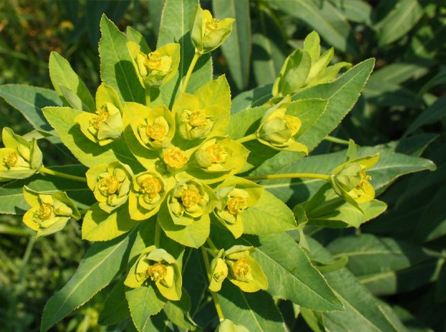 گل فرفیون یا مرجان؛ گیاهی با عمر طولانیEuphorbiaceae
نام علمي	Euphorbia rigida
مجموعه تولیدی سیدوس تولید کننده گلدان پلاستیکی سیدوس