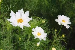 گل کیهان Cosmos sulphureus ، مجموعه تولیدی سیدوس تولید کننده گلدان پلاستیکی سیدوس تدوین:مینو غفوری ساداتیه آدرس اینستاگرام:gooldono.stand.sidoos@ تلفن:09308743868