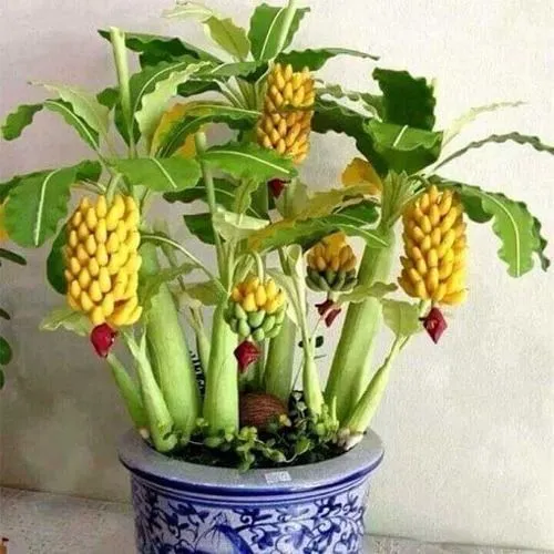 درختچه های آپارتمانی در گلدان پلاستیکی سیدوسApartment shrubs in plastic pots Sidoos
مجموعه تولیدی سیدوس ,تولید کننده گلدان پلاستیکی سیدوس ,بیش از 120نوع, اعم از گلدان استوانه ای پلاستیکی سیدوس,گلدان الماسی پلاستیکی سیدوس,گلدان مربعی پلاستیکی,گلدان مثلثی پلاستیکی,گلدان گرد پلاستیکی ,باکس مستطیلی,در اندازه های کاکتوسی تا درختچه ای
