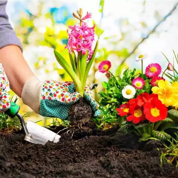 نحوه کاشت گل در گلدان پلاستیکی" سیدوس"How to plant flowers in a plastic pot "Sidoos"
مجموعه تولیدی سیدوس ,تولید کننده گلدان پلاستیکی سیدوس اعم از گلدان استوانه ای پلاستیکی, گلدان پلاستیکی الماسی,و...