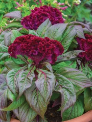 Celosia argentea Olympia Series تاج خروس در گلدان پلاستیکی سیدوس