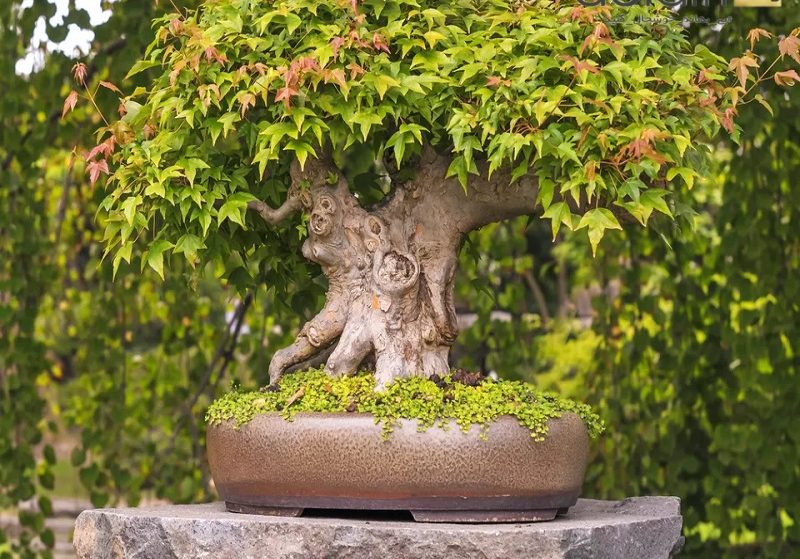 درختچه های آپارتمانی در گلدان پلاستیکی سیدوسApartment shrubs in plastic pots Sidoos
مجموعه تولیدی سیدوس ,تولید کننده گلدان پلاستیکی سیدوس ,بیش از 120نوع, اعم از گلدان استوانه ای پلاستیکی سیدوس,گلدان الماسی پلاستیکی سیدوس,گلدان مربعی پلاستیکی,گلدان مثلثی پلاستیکی,گلدان گرد پلاستیکی ,باکس مستطیلی,در اندازه های کاکتوسی تا درختچه ای
