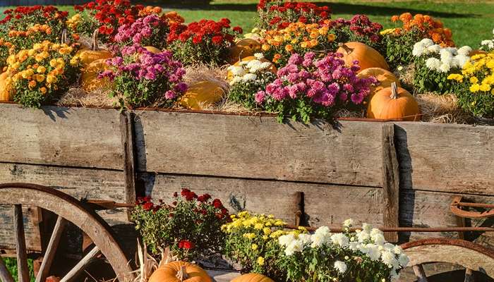 فصل پائیز چه بکاریم؟گیاهان مناسب پائیز کدامند؟What should we plant in autumn? What are the best plants for autumn? مجموعه تولیدی سیدوس ,تولید کننده گلدان پلاستیکی سیدوس ,بیش از 120نوع, اعم از گلدان استوانه ای پلاستیکی سیدوس,گلدان الماسی پلاستیکی سیدوس,گلدان مربعی پلاستیکی,گلدان مثلثی پلاستیکی,گلدان گرد پلاستیکی ,باکس مستطیلی,در اندازه های کاکتوسی تا درختچه ای