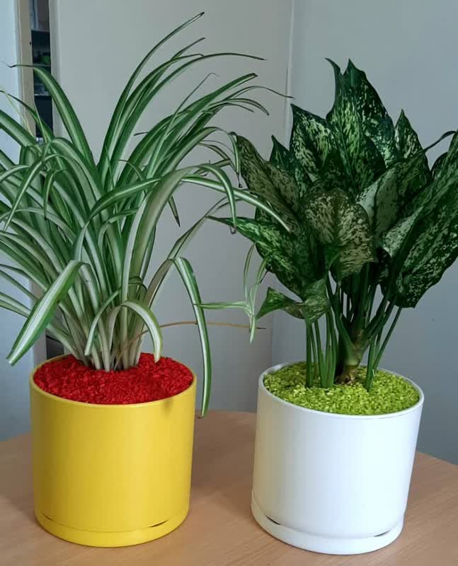 20 plants suitable for plastic pots and gardens 20گیاه مناسب گلدان پلاستیکی وباغچه Plastic pot گلدان پلاستیکی سیدوس