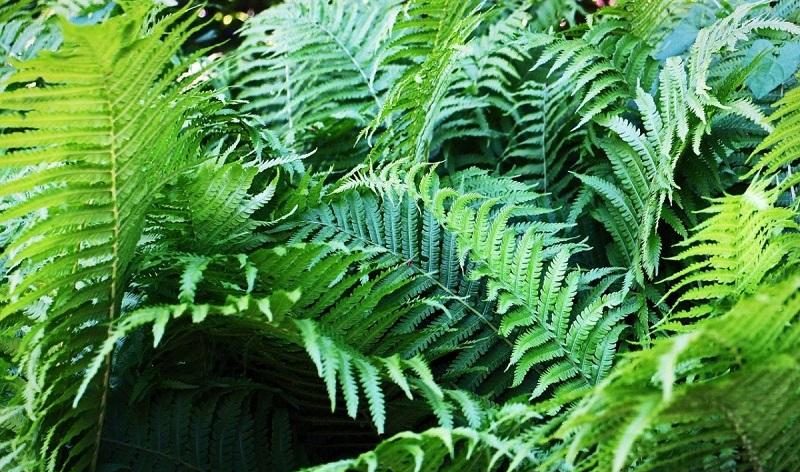 سرخس استرالیایی نام علمی: Cyathea cooper خانواده: فنجانکیان بومی: استرالیا نام‌های مرسوم: سرخس استرالیایی، سرخس توری مجموعه تولیدی سیدوس ,تولید کننده گلدان پلاستیکی سیدوس ,بیش از 120نوع, اعم از گلدان استوانه ای پلاستیکی سیدوس,گلدان الماسی پلاستیکی سیدوس,گلدان مربعی پلاستیکی,گلدان مثلثی پلاستیکی,گلدان گرد پلاستیکی ,باکس مستطیلی,در اندازه های کاکتوسی تا درختچه ای