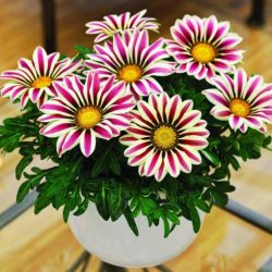 گل گازانیا Gazania pinnata Gazania Rigens مجموعه تولیدی سیدوس تولید کننده گلدان پلاستیکی سیدوس