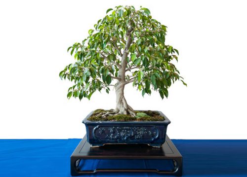 بونسای چیست؟تاریخچه بونسای وانواع آن What is bonsai? History of bonsai and its types مجموعه تولیدی سیدوس ,تولید کننده گلدان پلاستیکی سیدوس ,بیش از 120نوع, اعم از گلدان استوانه ای پلاستیکی سیدوس,گلدان الماسی پلاستیکی سیدوس,گلدان مربعی پلاستیکی,گلدان مثلثی پلاستیکی,گلدان گرد پلاستیکی ,باکس مستطیلی,در اندازه های کاکتوسی تا درختچه ای