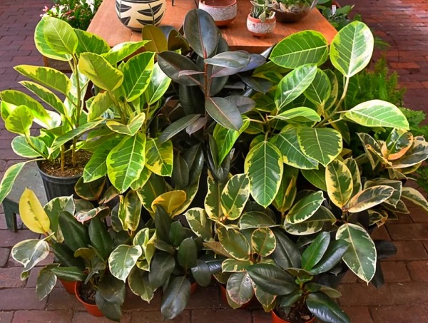 گیاه فیکوس الاستیکانام علمی این گیاه Ficus elastica و نام انگلیسی آن Rubber plant است مجموعه تولیدی سیدوس ,تولید کننده گلدان پلاستیکی سیدوس ,بیش از 120نوع, اعم از گلدان استوانه ای پلاستیکی سیدوس,گلدان الماسی پلاستیکی سیدوس,گلدان مربعی پلاستیکی,گلدان مثلثی پلاستیکی,گلدان گرد پلاستیکی ,باکس مستطیلی,در اندازه های کاکتوسی تا درختچه ای