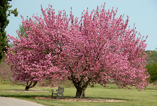 درخت گیلاس، آلوکک Cherry tree مجموعه تولیدی سیدوس تولید کننده گلدان پلاستیکی سیدوس