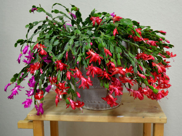 درختچه های آپارتمانی در گلدان پلاستیکی سیدوسApartment shrubs in plastic pots Sidoos
مجموعه تولیدی سیدوس ,تولید کننده گلدان پلاستیکی سیدوس ,بیش از 120نوع, اعم از گلدان استوانه ای پلاستیکی سیدوس,گلدان الماسی پلاستیکی سیدوس,گلدان مربعی پلاستیکی,گلدان مثلثی پلاستیکی,گلدان گرد پلاستیکی ,باکس مستطیلی,در اندازه های کاکتوسی تا درختچه ای