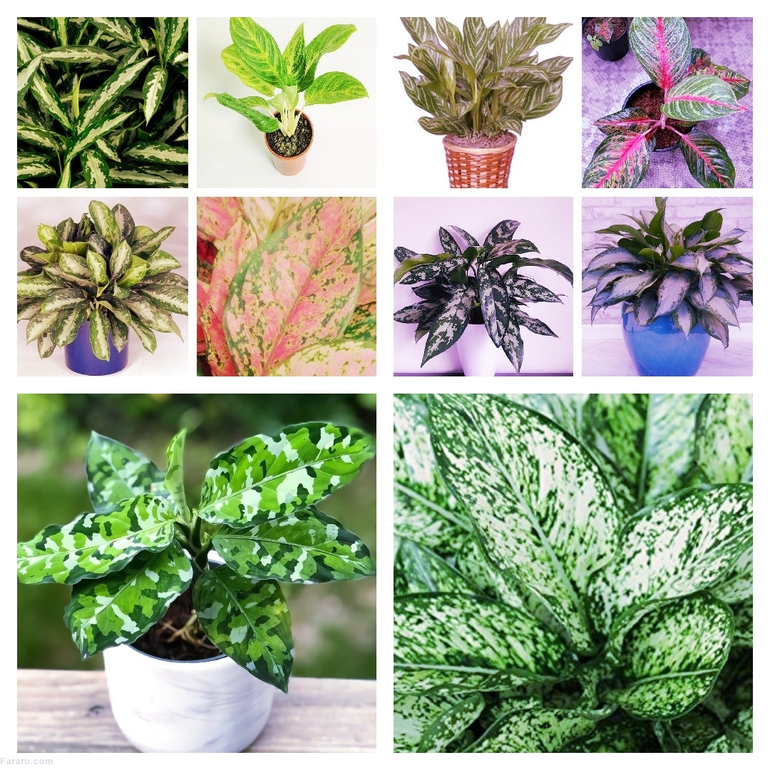 درختچه های آپارتمانی در گلدان پلاستیکی سیدوسApartment shrubs in plastic pots Sidoos
مجموعه تولیدی سیدوس ,تولید کننده گلدان پلاستیکی سیدوس ,بیش از 120نوع, اعم از گلدان استوانه ای پلاستیکی سیدوس,گلدان الماسی پلاستیکی سیدوس,گلدان مربعی پلاستیکی,گلدان مثلثی پلاستیکی,گلدان گرد پلاستیکی ,باکس مستطیلی,در اندازه های کاکتوسی تا درختچه ای