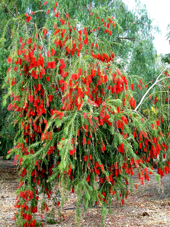 اسم علمی گل شیشه شور Callistemon citrinus می باشد این گیاه دارای 35 گونه همیشه سبز، به صورت درخت و درختچه است که به طور طبیعی در استرالیا و تانزانیا می ...مجموعه سیدوس تولید کننده گلدان پلاستیکی سیدوس